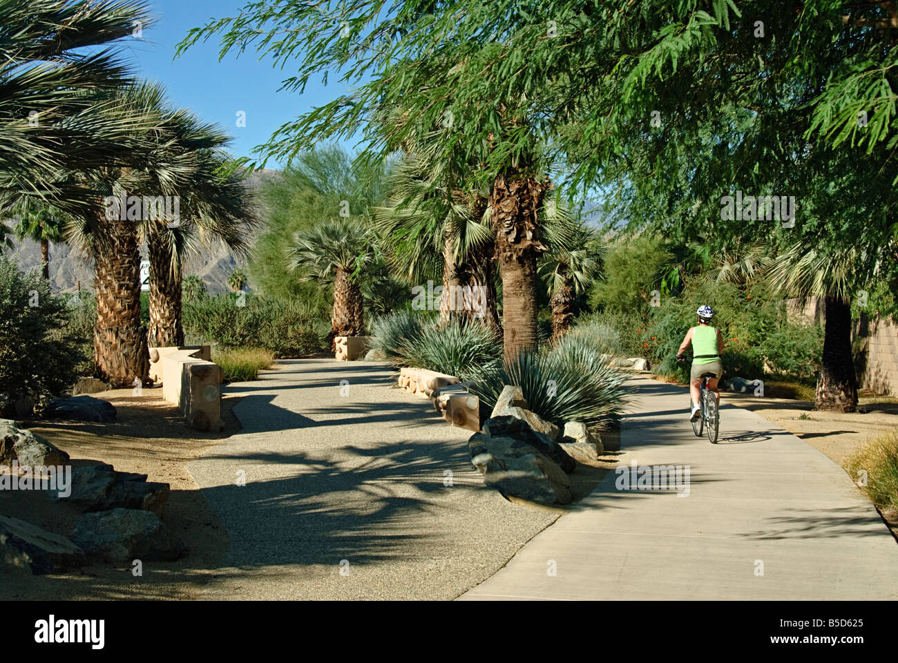 Palmen Kalifornien Palm Tree s CA Fan Palm, native Kalifornien Palme Palmen Arecaceae Palmae Palmaceae Stockfoto