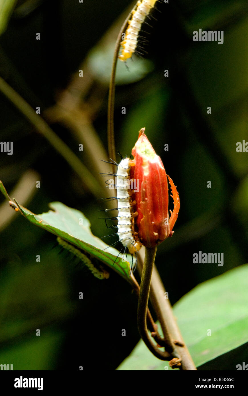 GROSS ORUGA GUSANO NATURALEZA FLOR INSECTO PIES PEQUENO AMBIENTE CAMINAR CAMINANDO PICOS MOVIMIENTO MOVERSE BLANCO ROJO HÄNGENDEN COLGANDO COLGAR CHICO Stockfoto