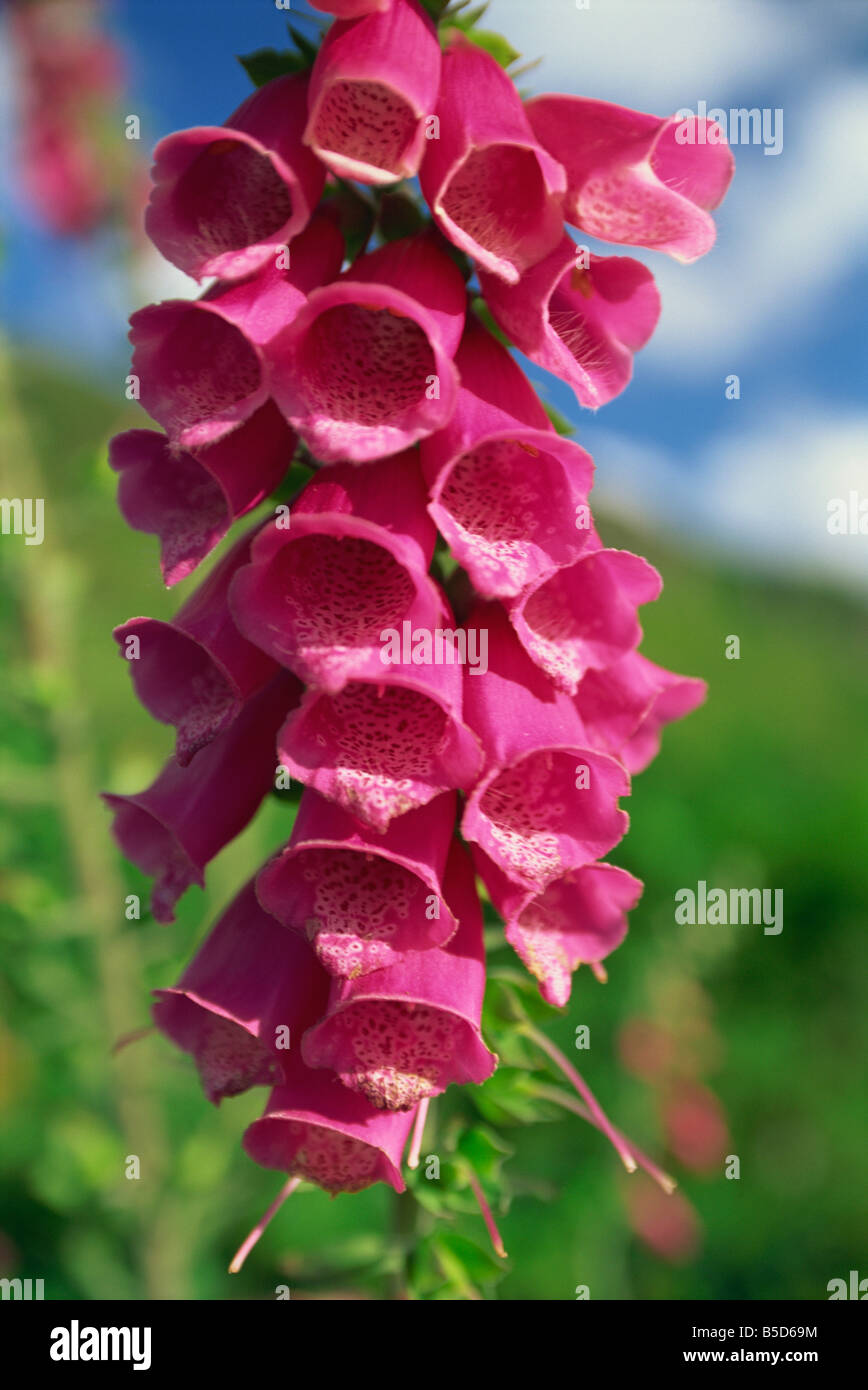 Nahaufnahme von Fingerhut Blumen in Snowdonia National Park Gwynedd Wales D Maxwell Stockfoto