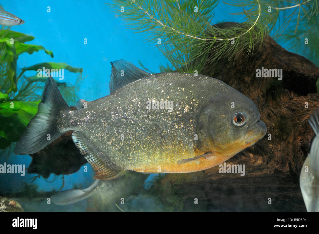 Roter Piranha (Serrasalmus Natteri, Pygocentrus Nattereri) eine gefürchtete Räuber der südamerikanischen Flüsse Stockfoto