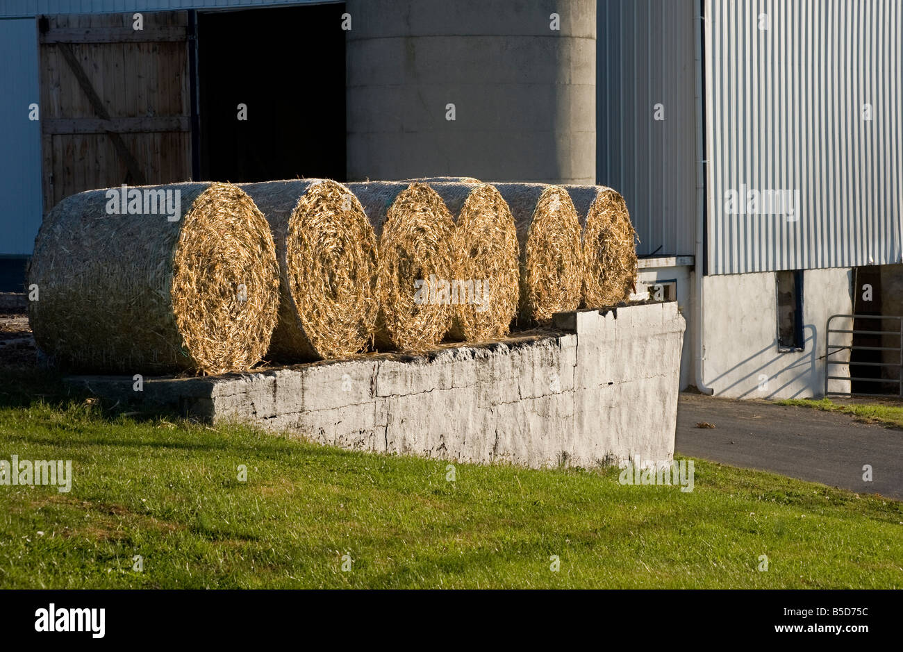 Heuballen auf Bauernhof mit Licht des frühen Morgens, Lancaster, Pennsylvania, USA Stockfoto