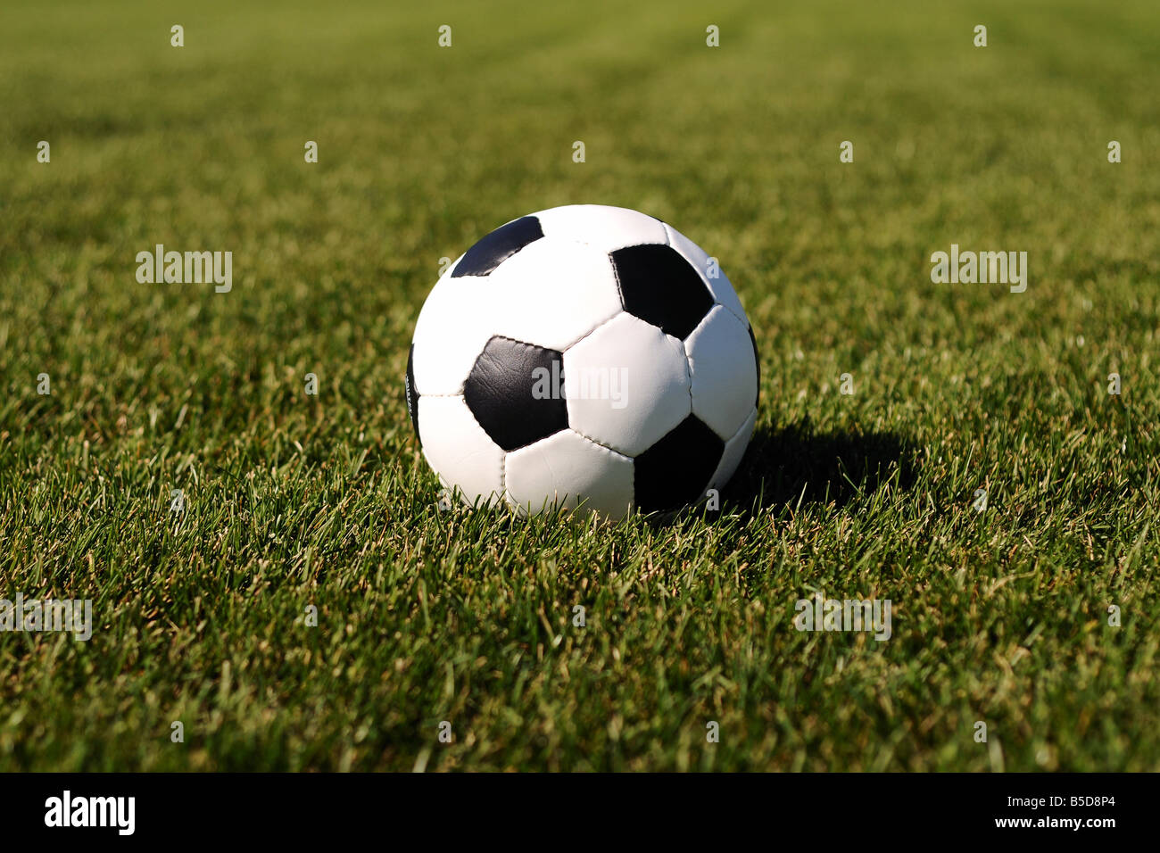 Fußball auf dem Rasen. Stockfoto