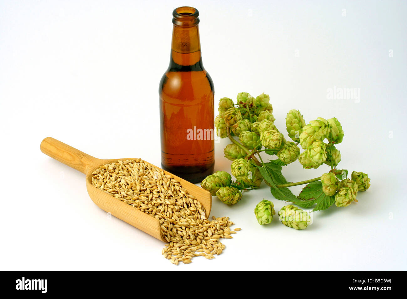 Bier, Gerste und Hopfen der Brauer Stockfoto