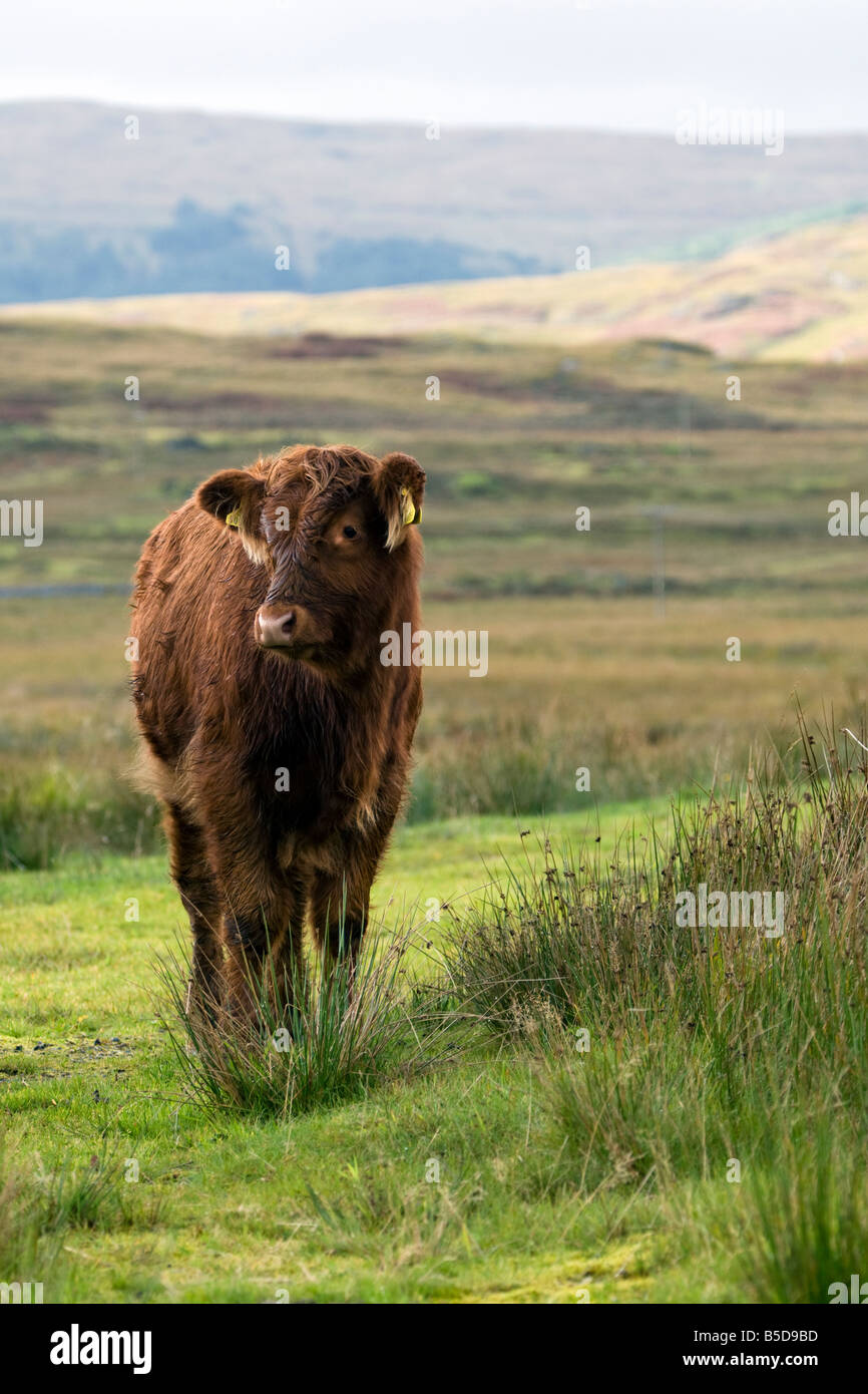 Ein junges braunes Kalb, das im offenen Moor auf der Isle of Mull, Schottland, steht. Stockfoto