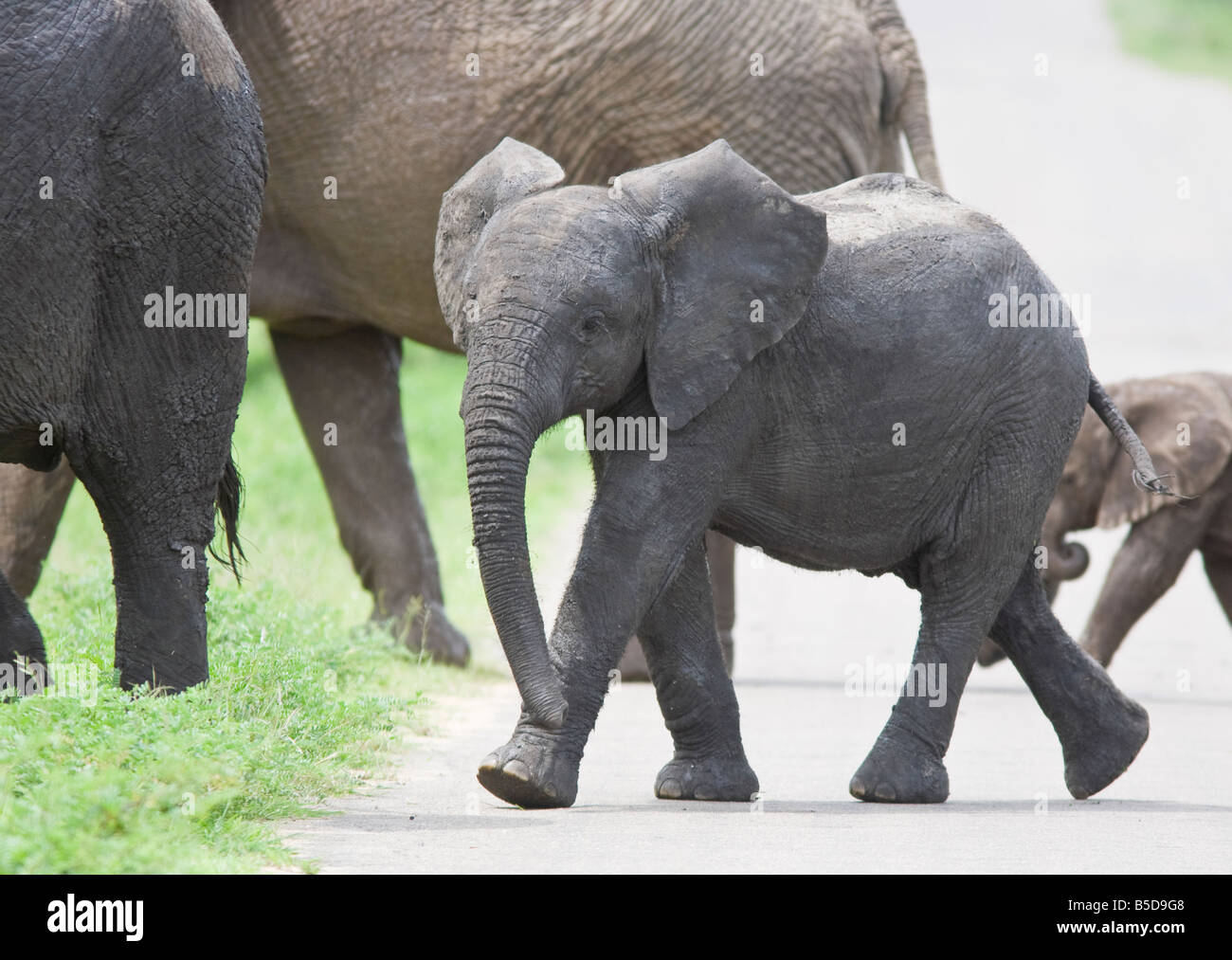 Afrikanischer Elefant (Loxodonta africana) Kalb. Krüger Nationalpark Südafrika Stockfoto