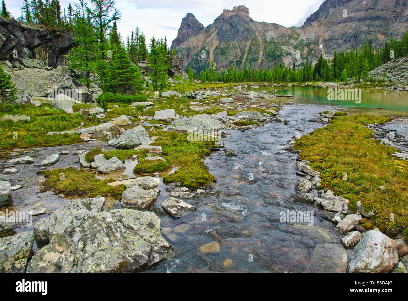 Lake O'hara Region, Yoho Nationalpark, Britisch-Kolumbien, Kanada Stockfoto Lake O'hara Region, Yoho Nationalpark, Britisch-Kolumbien, Kanada Stockfoto