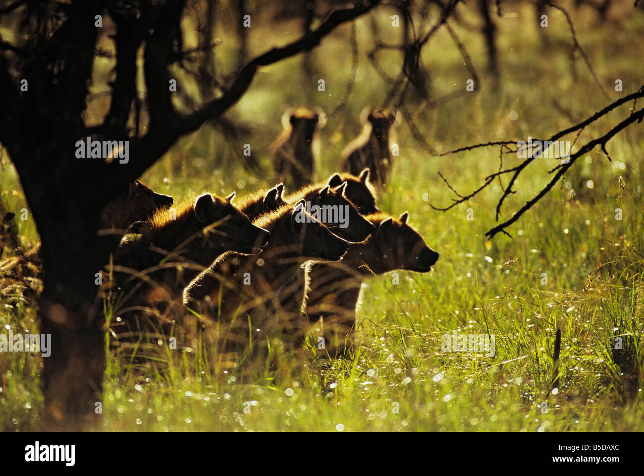 Rudel Hyänen bei Sonnenaufgang in Ost-Afrika Stockfoto