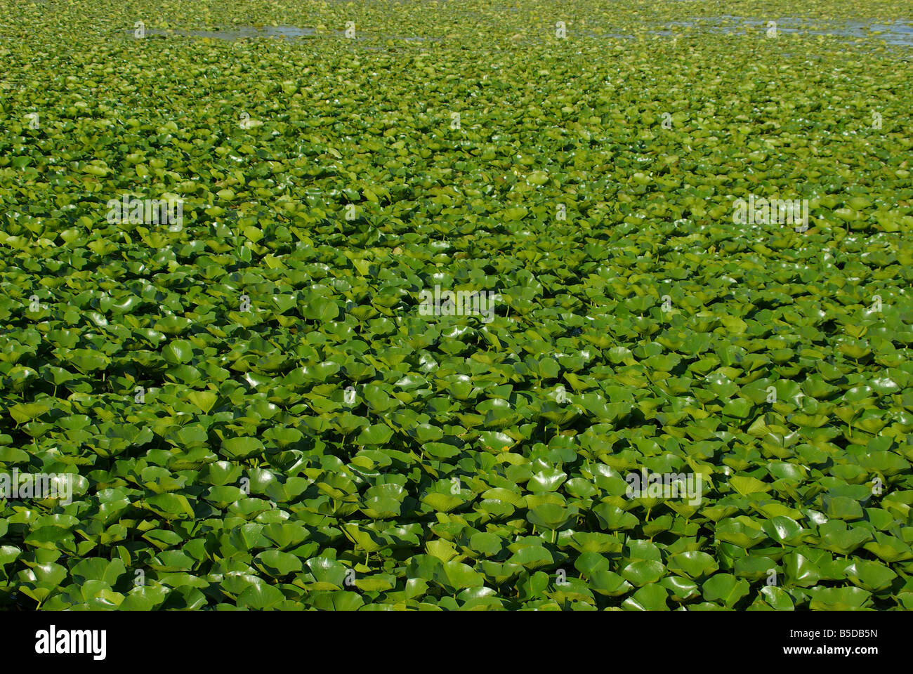 Endlose Lilly pads Stockfoto