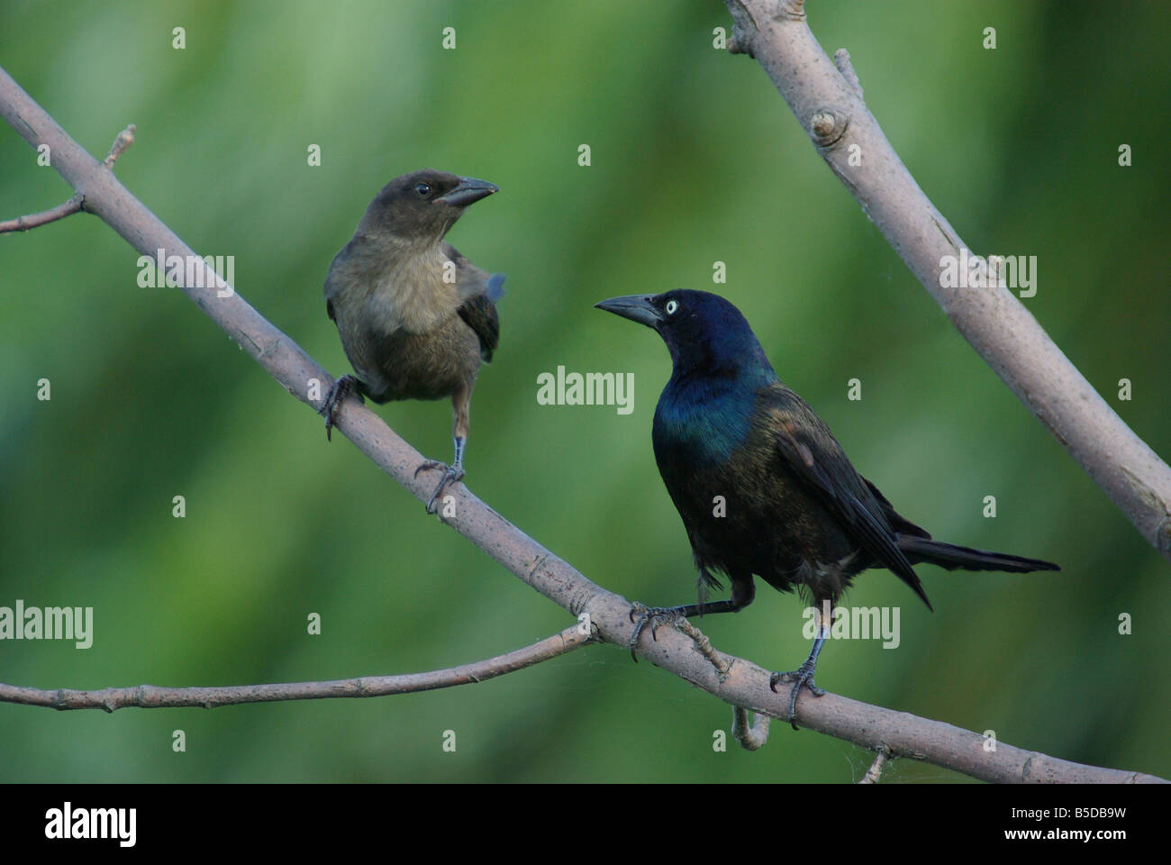 Eine männliche und weibliche Grackle posiert auf einem Ast. Stockfoto