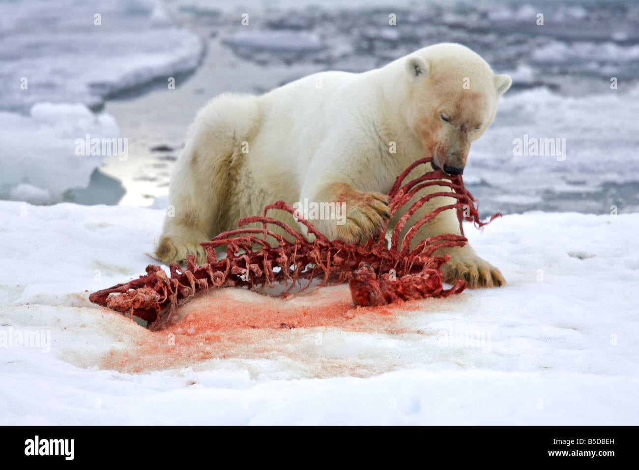 Eisbär mit Dichtung Knochen Stockfoto