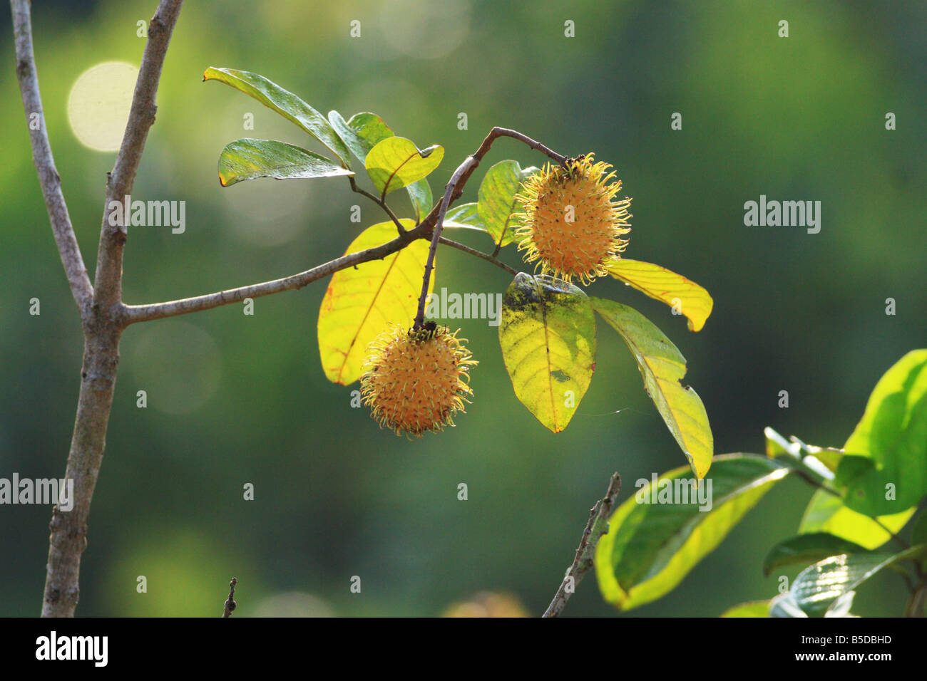 Rambutan die lokale Frucht von Malaysia Stockfoto