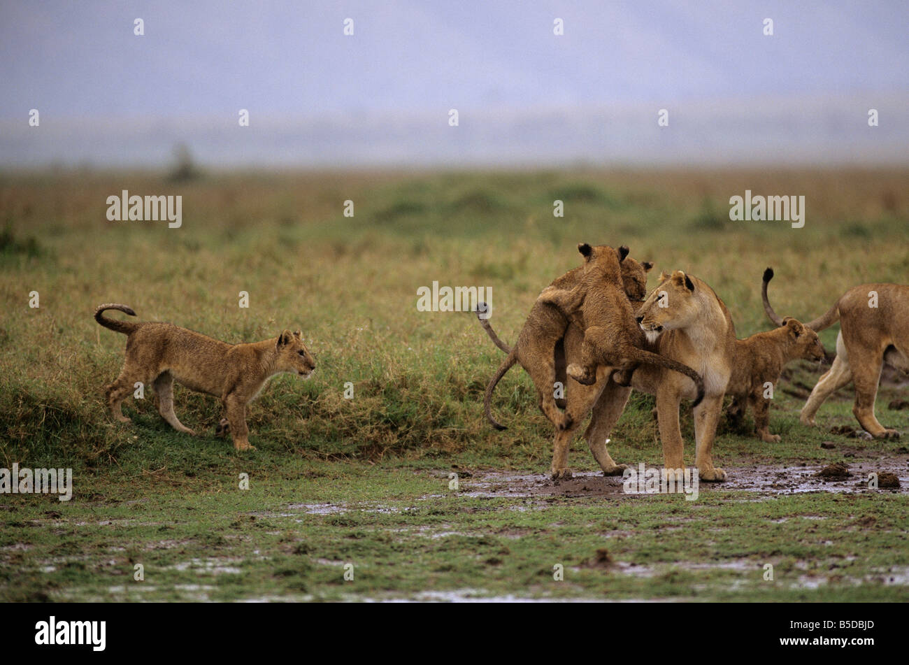 Löwen spielen im Regen Stockfoto