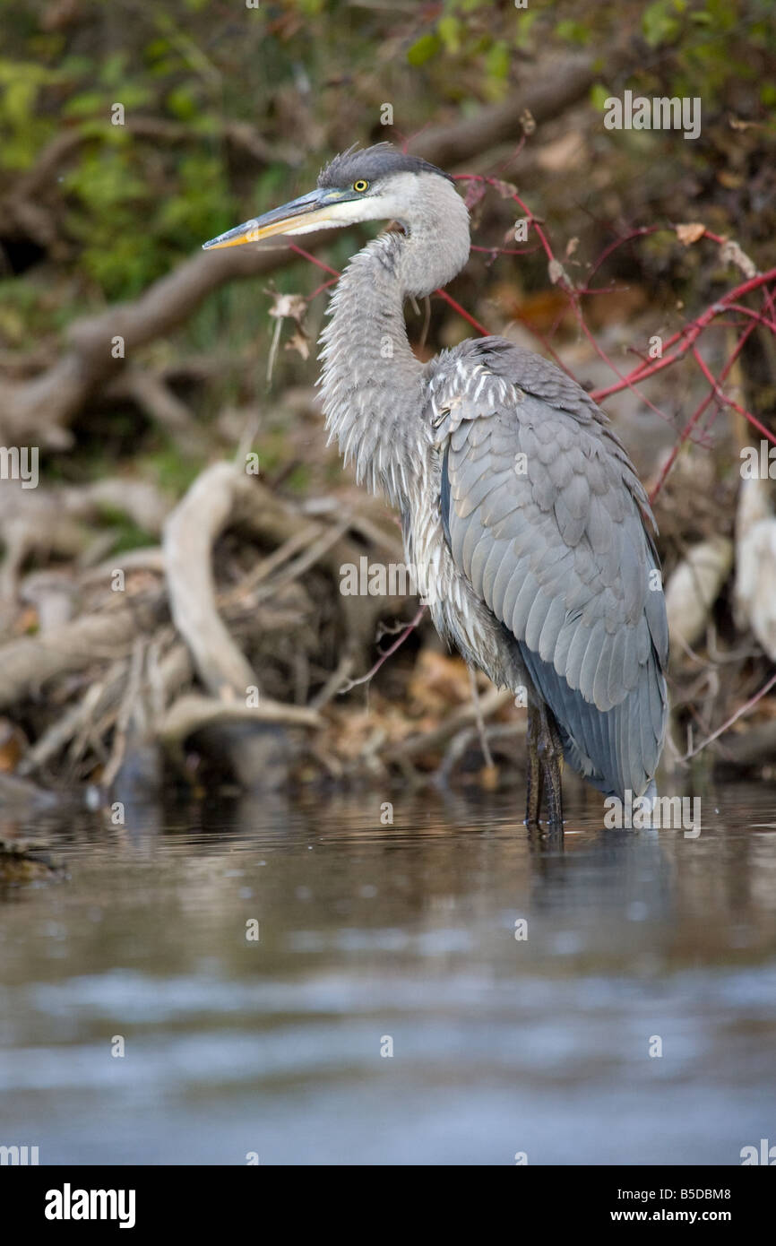 Great Blue Heron stehend im Wasser Stockfoto