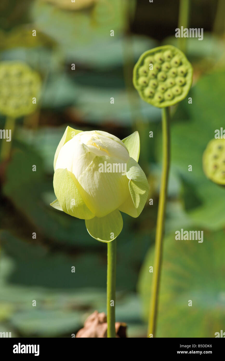 Lotus (Nelumbo Nucifera), Nahaufnahme Stockfoto