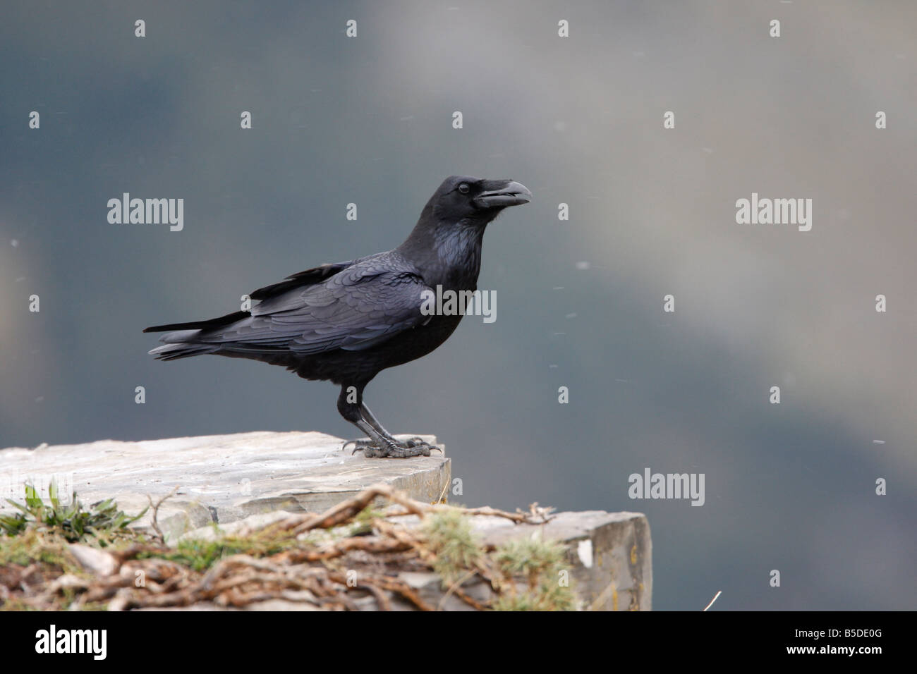 Raven Sie-Corvus Corax Spanien winter Stockfoto