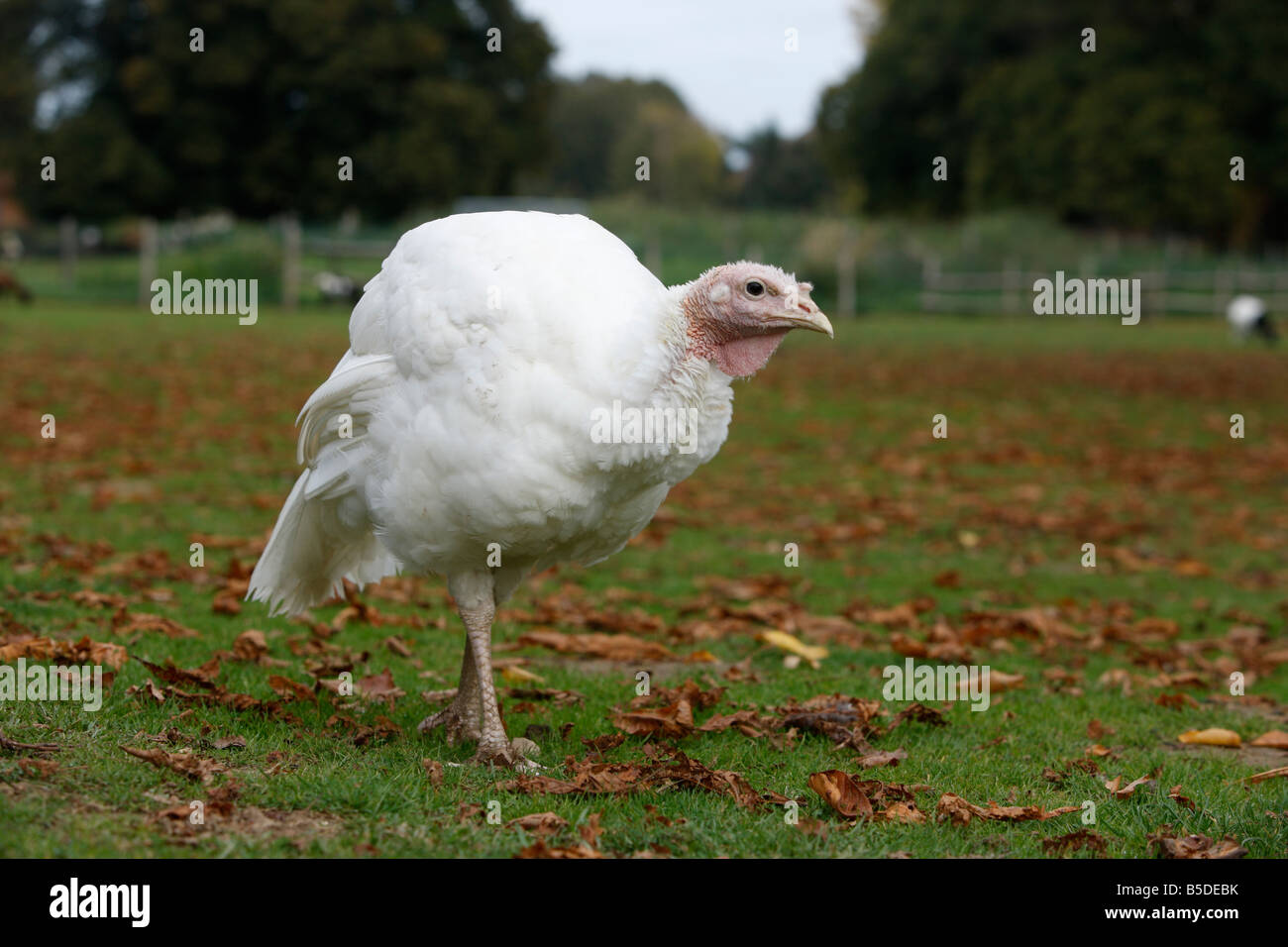 Inländische Türkei Ackerland Stockfoto