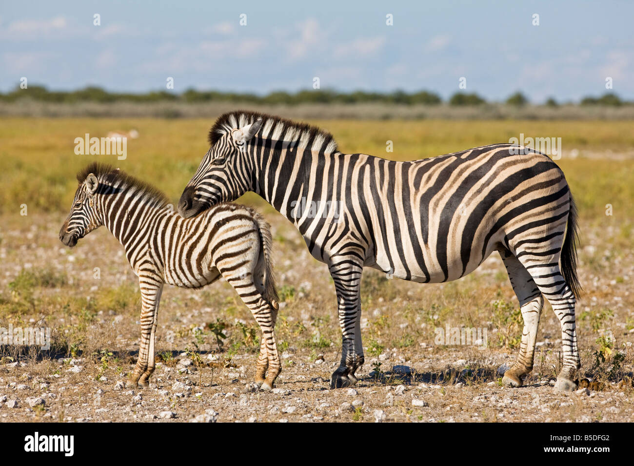 Afrika, Burchell Zebra (Equus Quagga Burchelli) - Mutter und Fohlen Stockfoto
