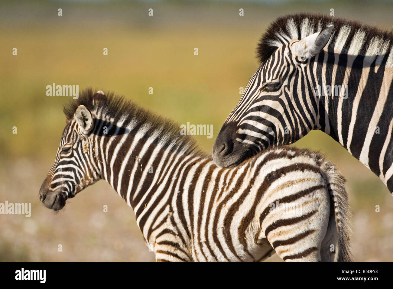 Afrika, Zebra (Eqqus Quagga Burchelli) mit colt Stockfoto
