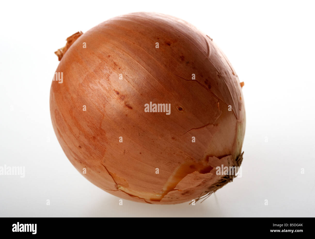 eine einzelne große spanische Zwiebel Stockfoto