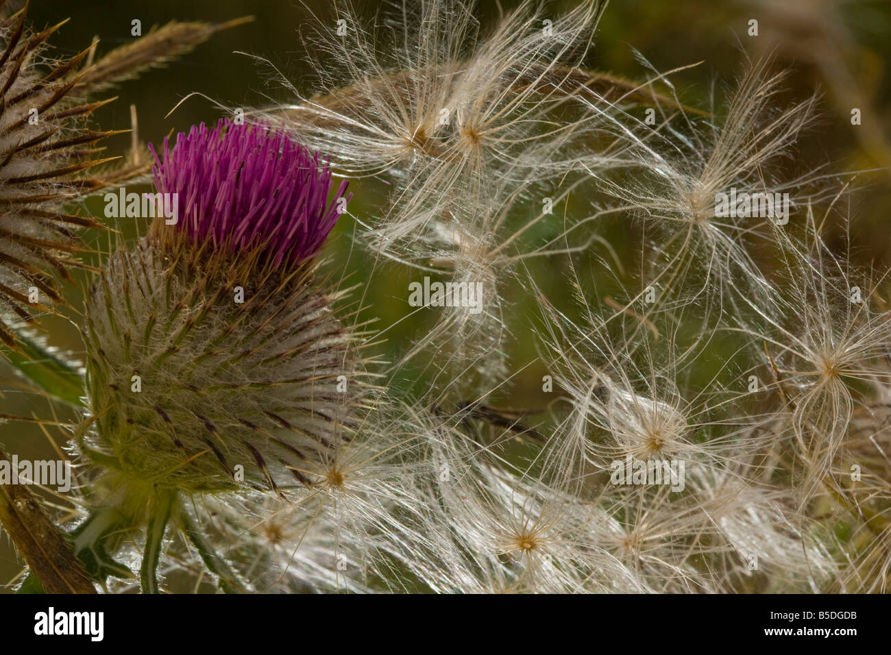 Woolly Thistle Cirsium Wollgras Blüte und Samen Herbst Rumänien Stockfoto