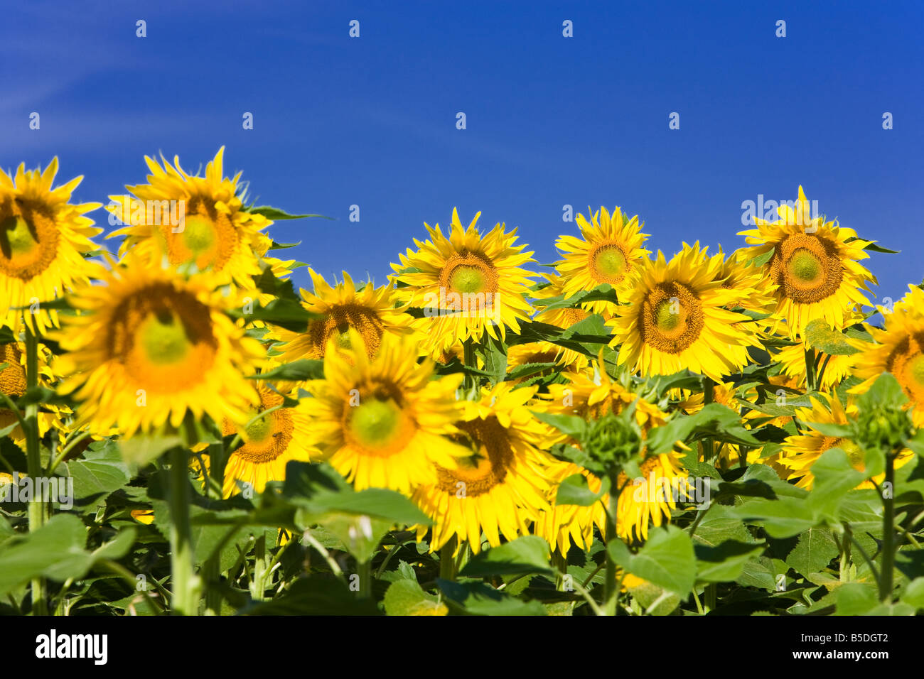 Reife Sonnenblumen vor blauem Himmel in Südwest Frankreich Europa Stockfoto