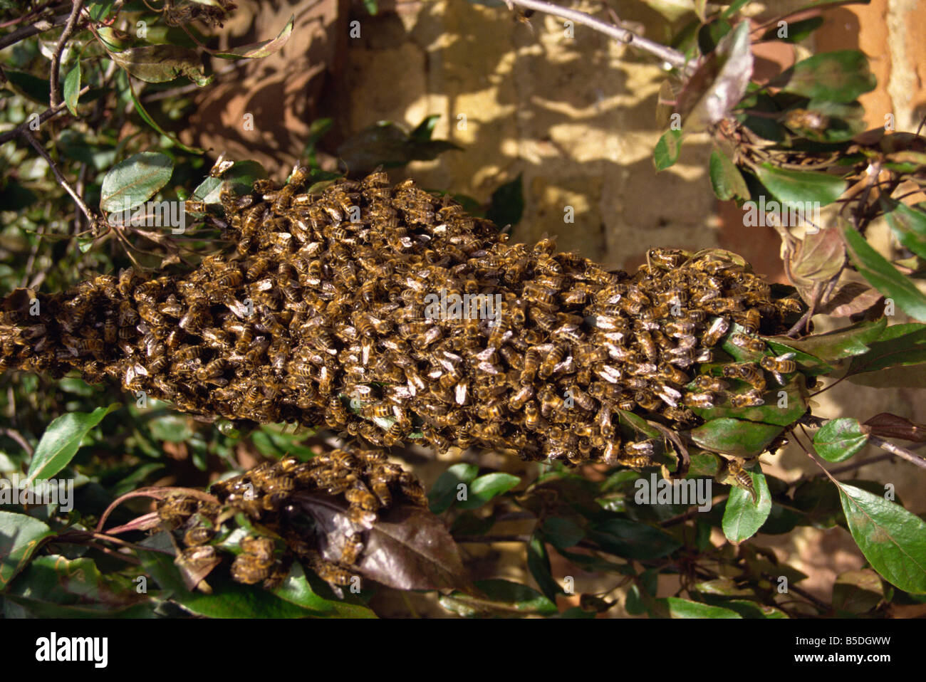 Bienenschwarm England Europa Stockfoto