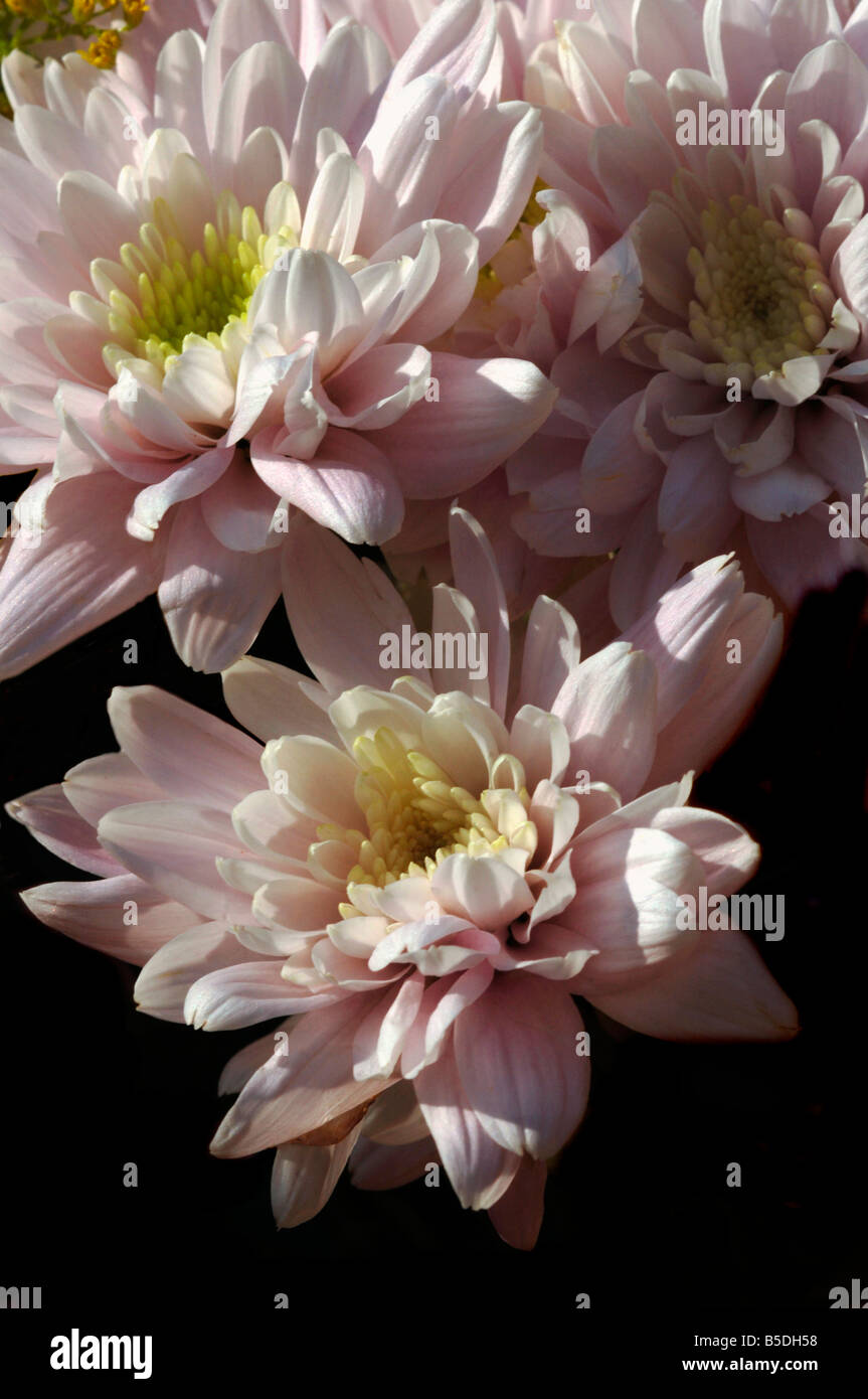 Eine Variation der Chrysanthemen Stockfoto