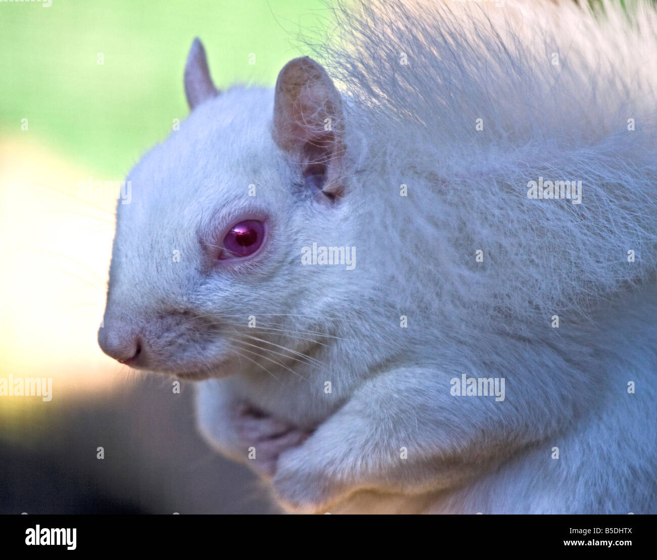 Albino-grau-Eichhörnchen (Sciurus Carolinensis), UK Stockfoto