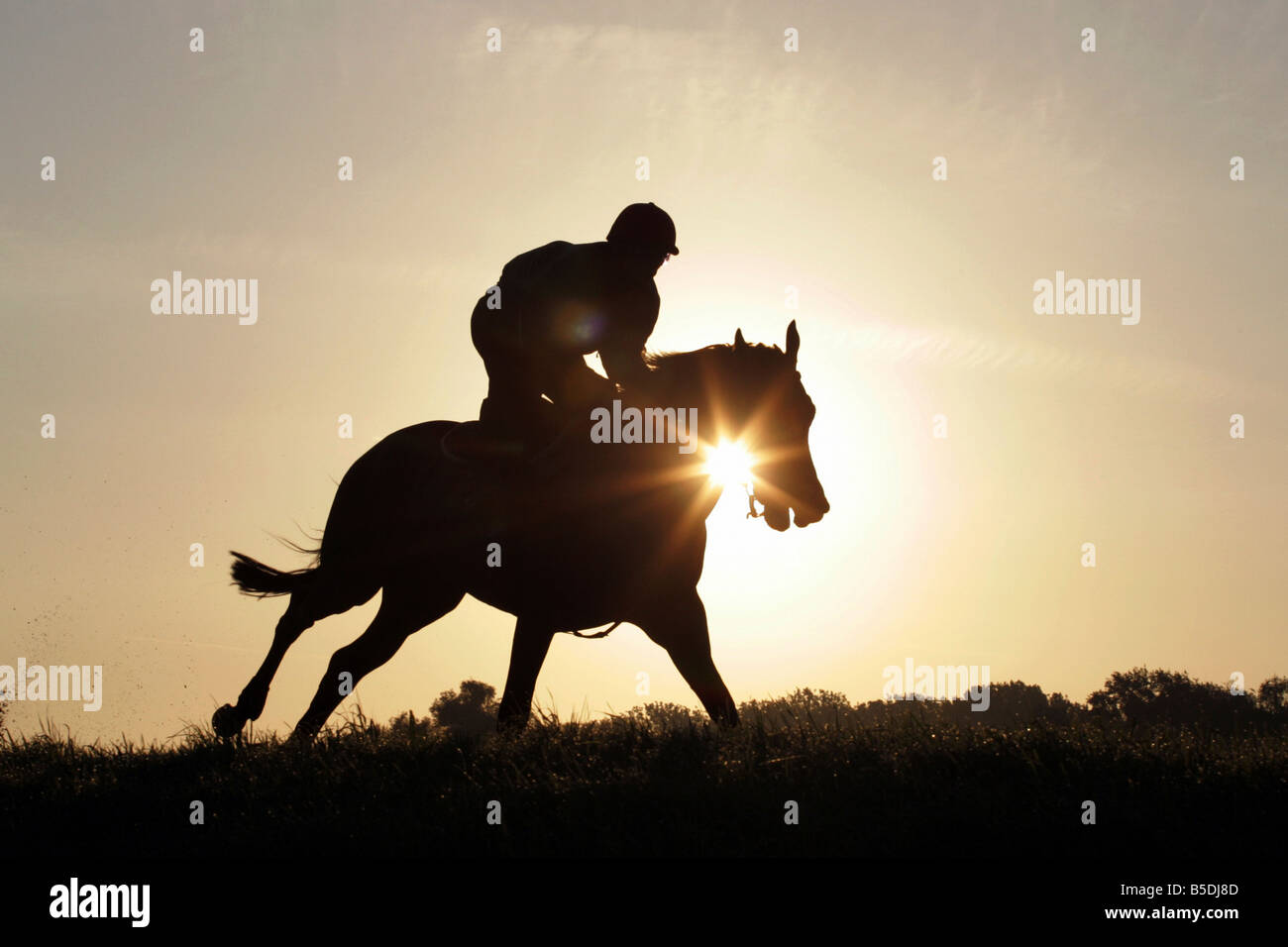 Jockey und ein Pferd bei einem Ausritt am Morgen, Iffezheim, Deutschland Stockfoto