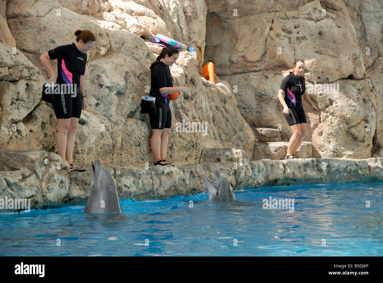 Delfin-Trainer in einer öffentlichen Show, Texas State Aquarium, Fronleichnam, USA Stockfoto