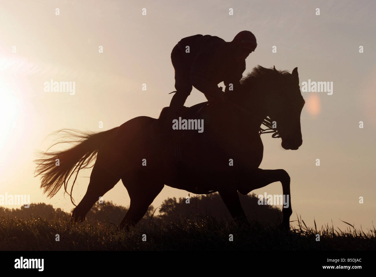 Jockey und ein Pferd bei einem Ausritt am Morgen, Iffezheim, Deutschland Stockfoto