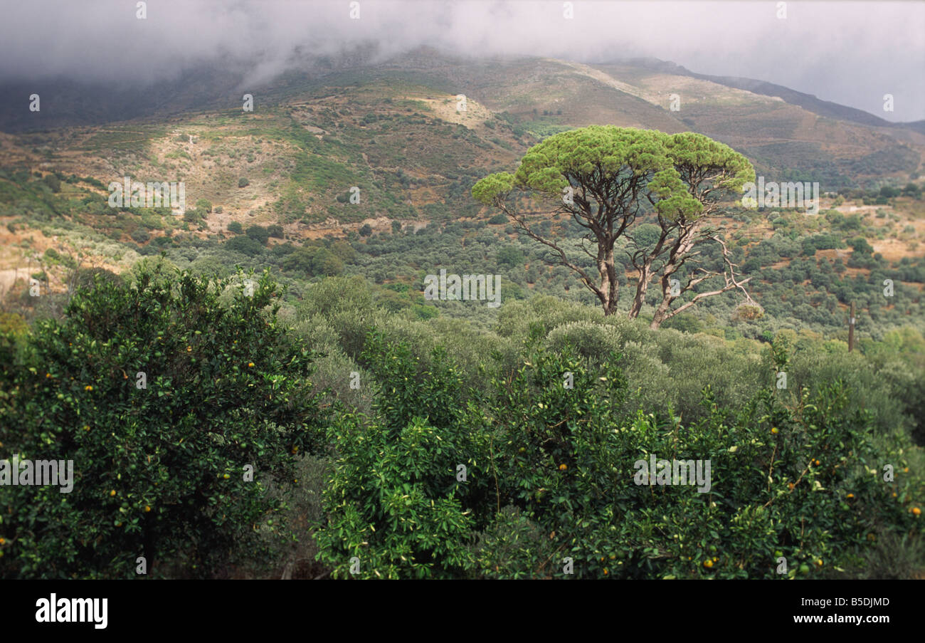 Einzigen Baum in der Provinz Chania Kreta Griechenland Stockfoto