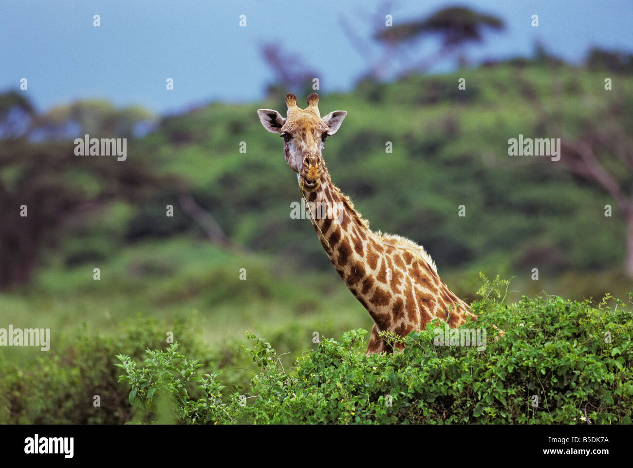 Giraffe über den Baumwipfeln Stockfoto