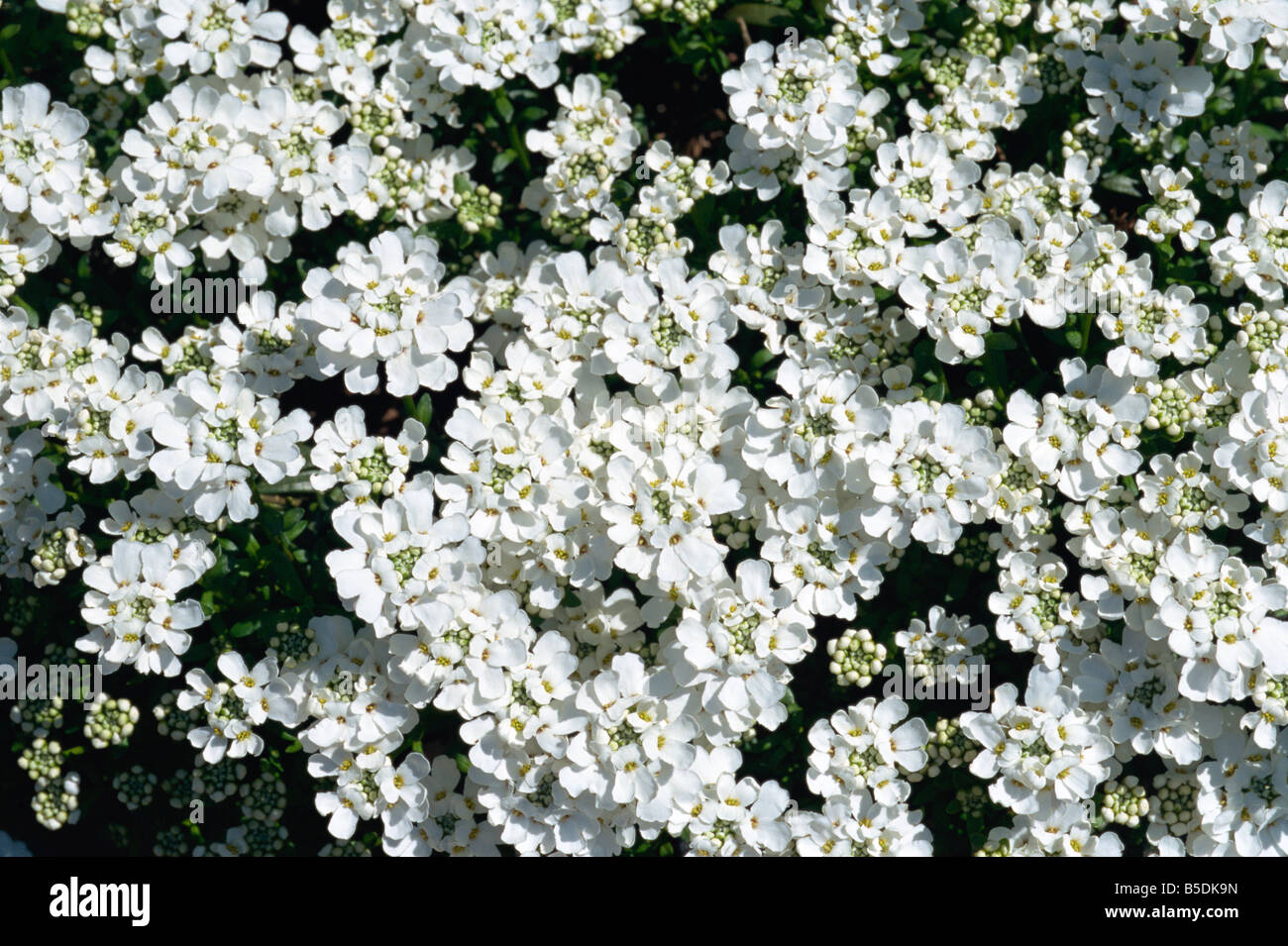 Weißen Blüten der Schleifenblume Iberis Sempervirens im Mai in Devon England M H schwarz Stockfoto
