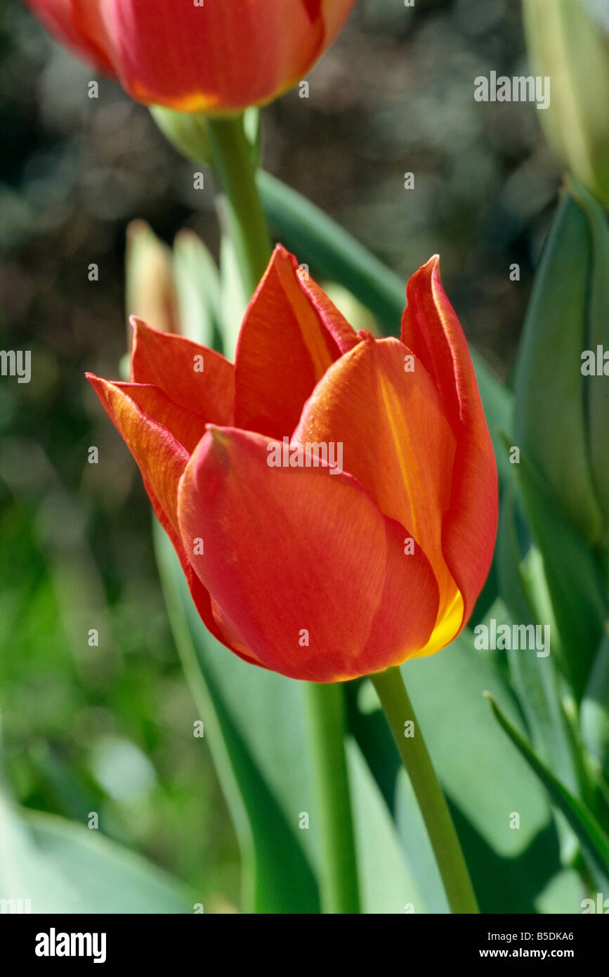 Nahaufnahme von roten Darwin Tulpe Blume im Mai Devon England M H schwarz Stockfoto