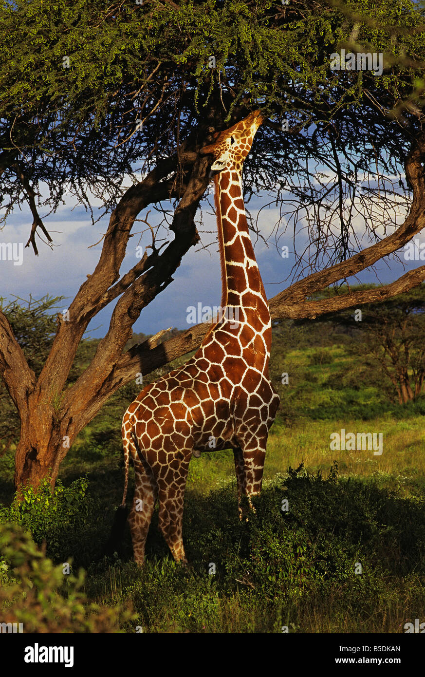 Schöne große Giraffe Stockfoto