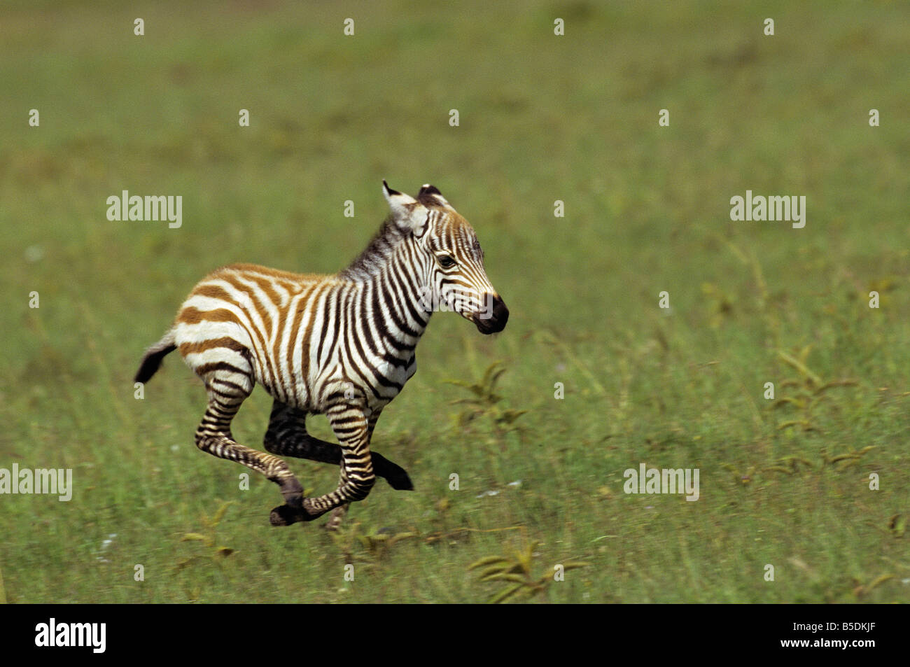 Baby Zebra Running Stockfotos Und Bilder Kaufen Alamy