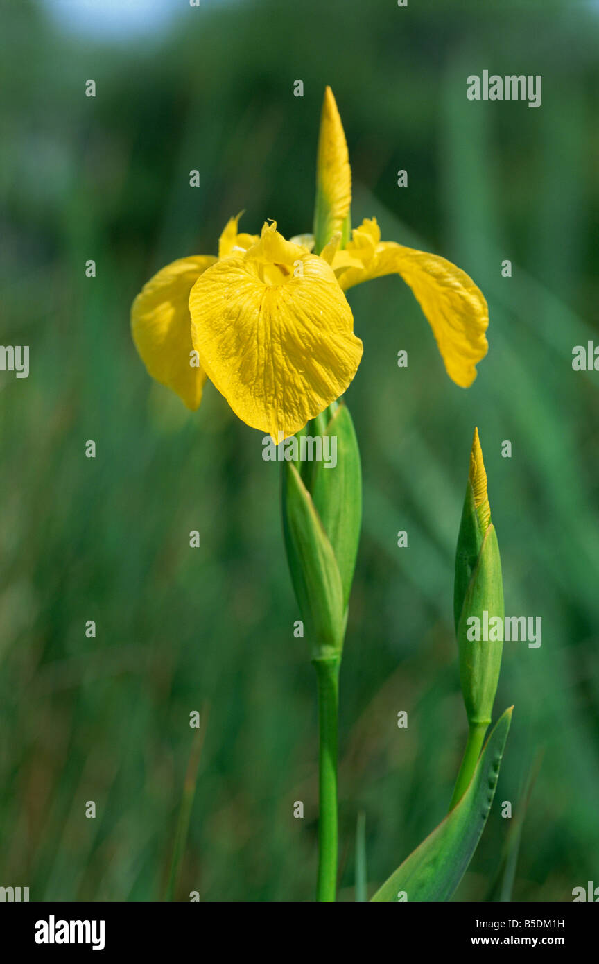 Gelbe Iris Iris Pseudacorus genommen im Mai in England M H schwarz Stockfoto