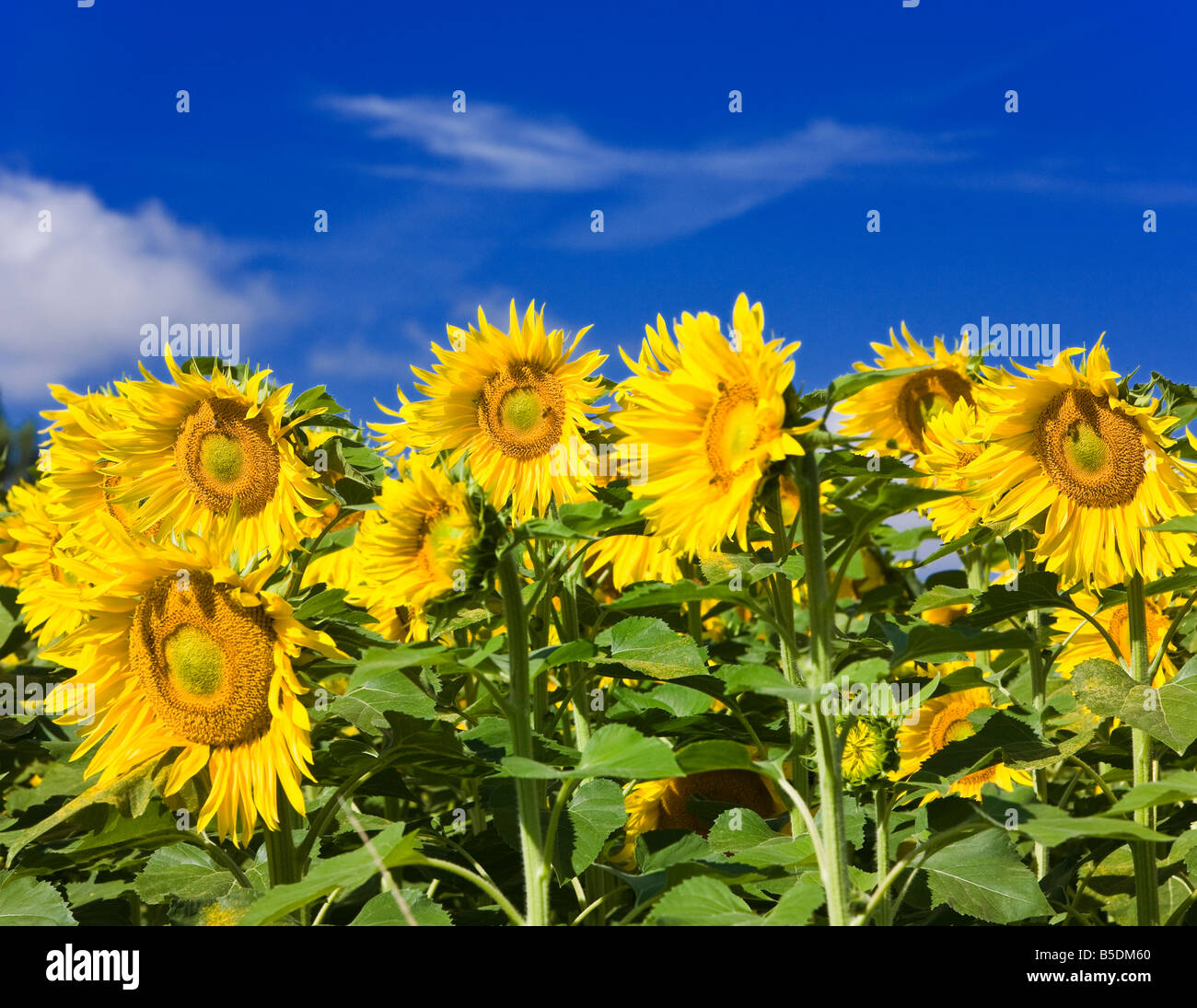 Gelbe Reife Sonnenblumen vor blauem Himmel im südlichen Frankreich Europa Stockfoto