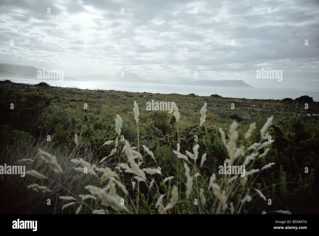 Südafrika, Western Cape Hangklip, Grasland Landschaft Stockfoto