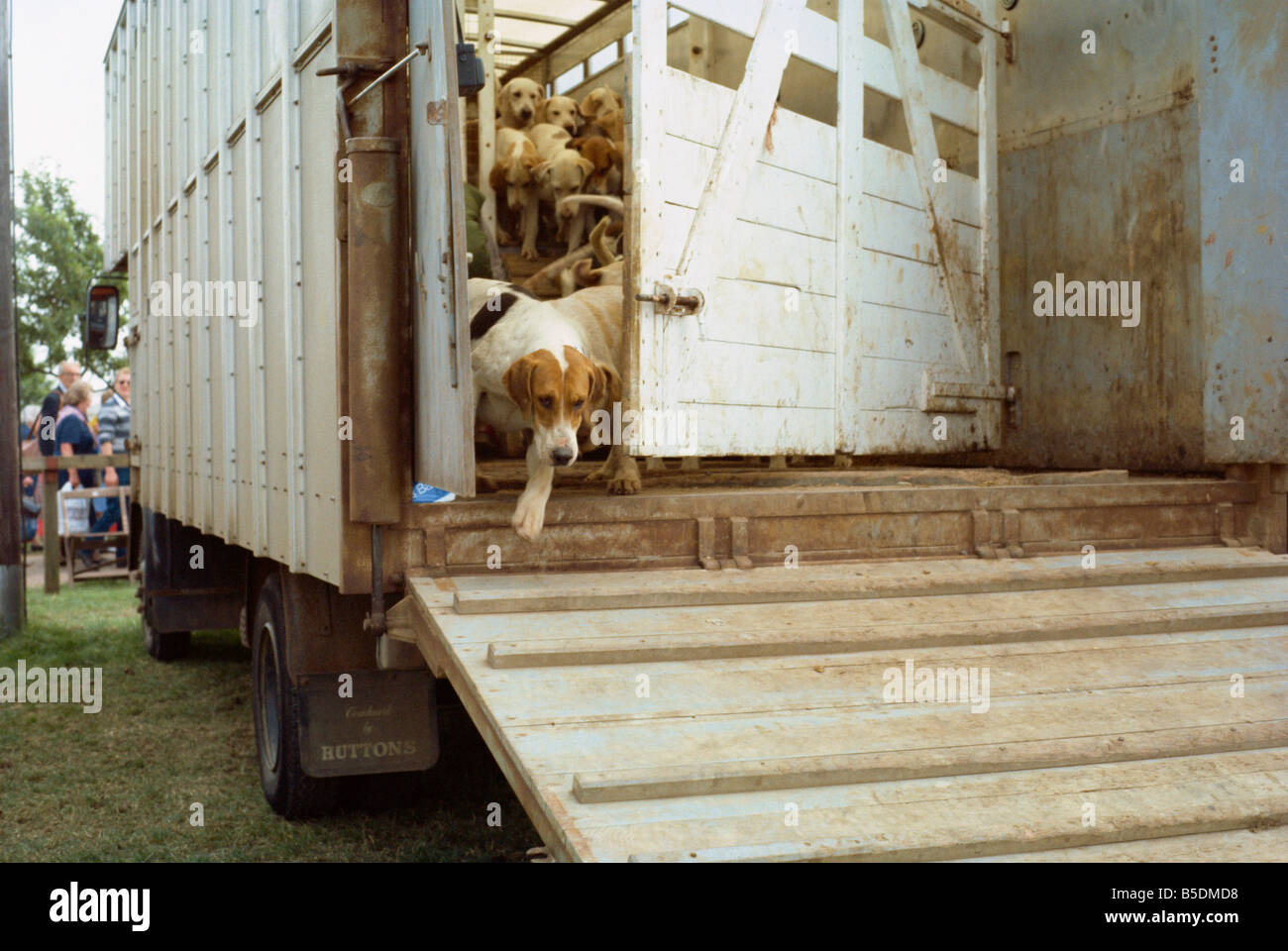 Ankunft per LKW in einen Hund Hunde zeigen, England, Europa Stockfoto