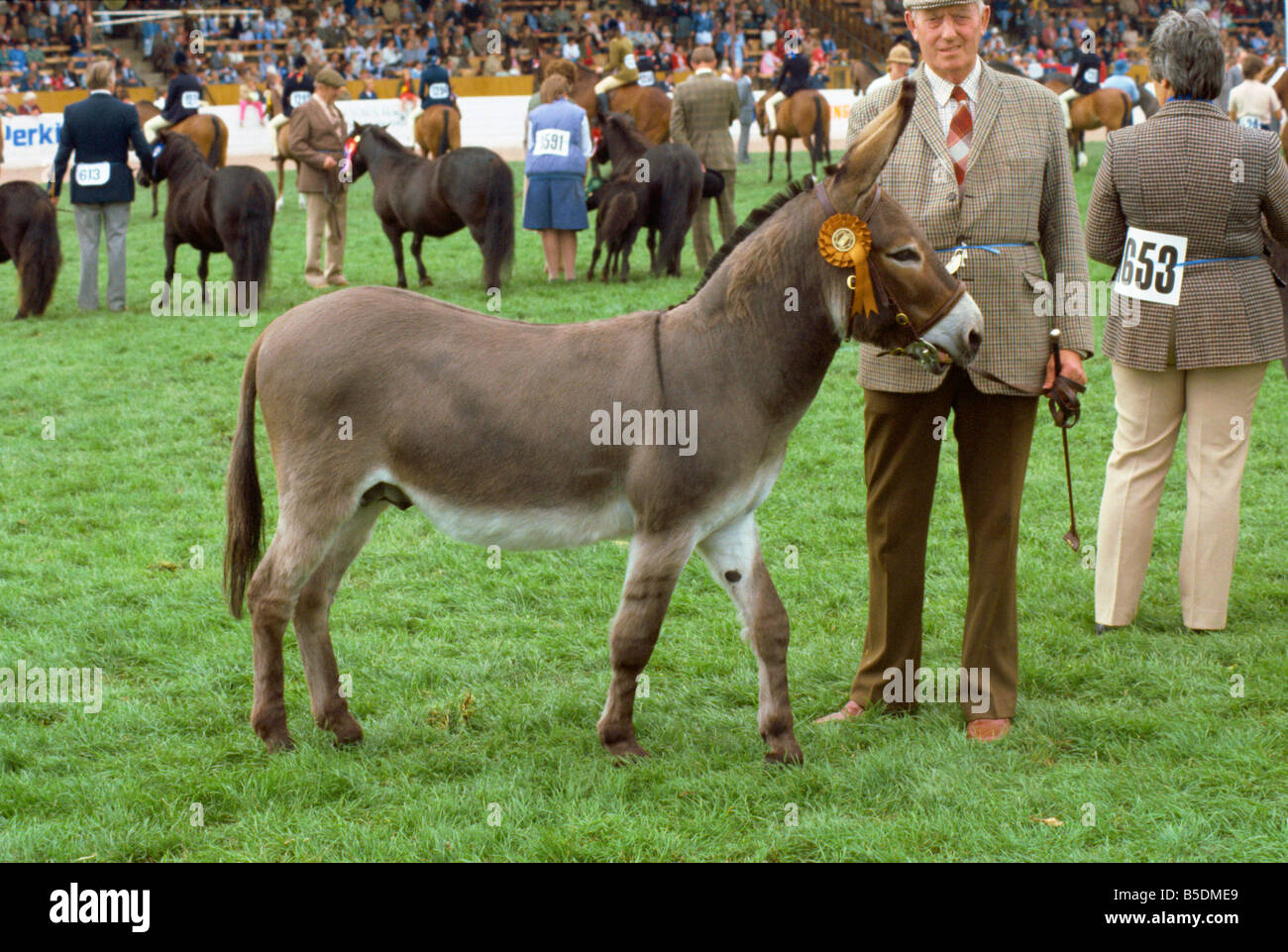 Esel-Parade, landwirtschaftliche zeigen, England, Europa Stockfoto