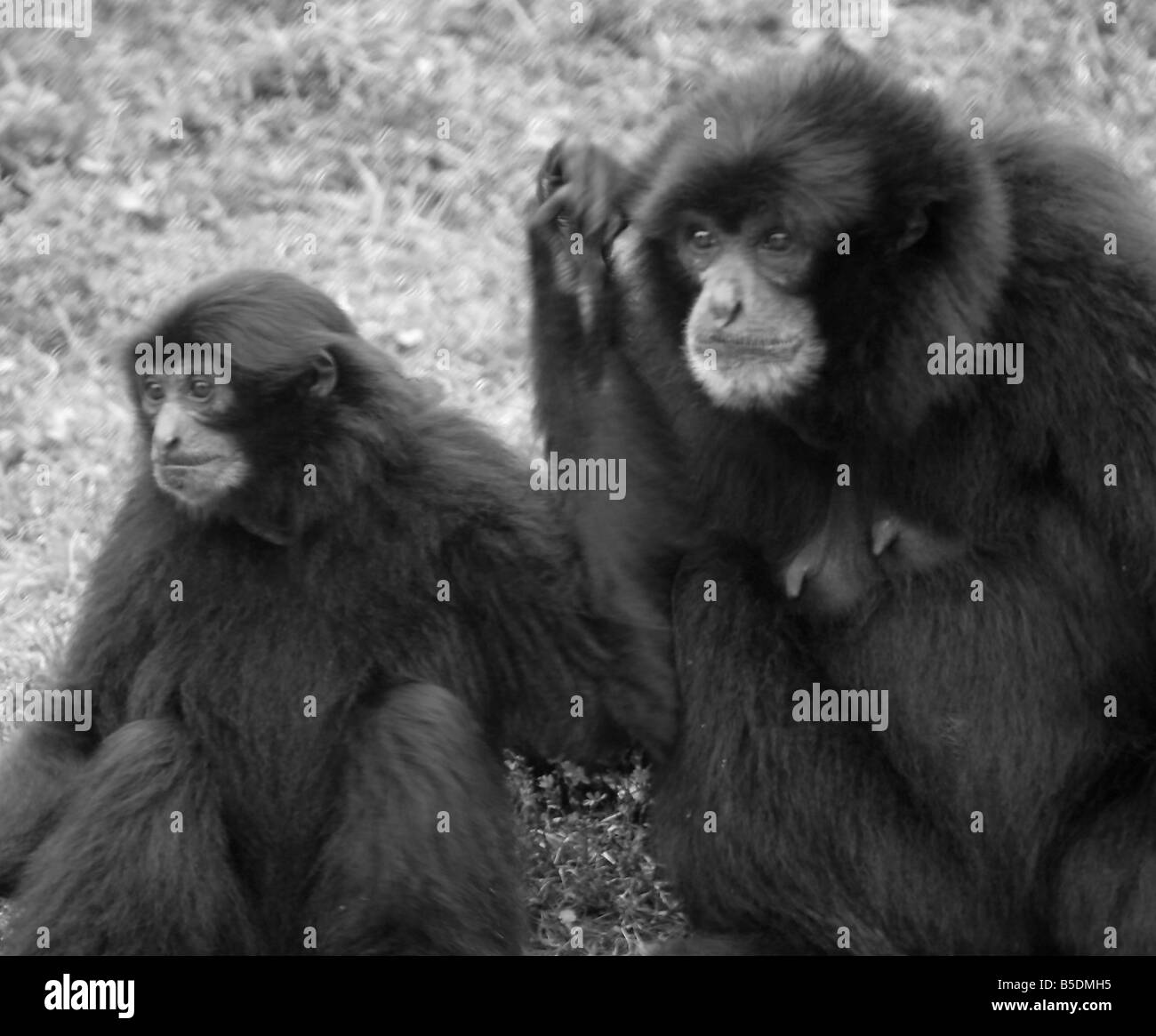 Siamang und Tochter, Symphalangus syndactylus Stockfoto