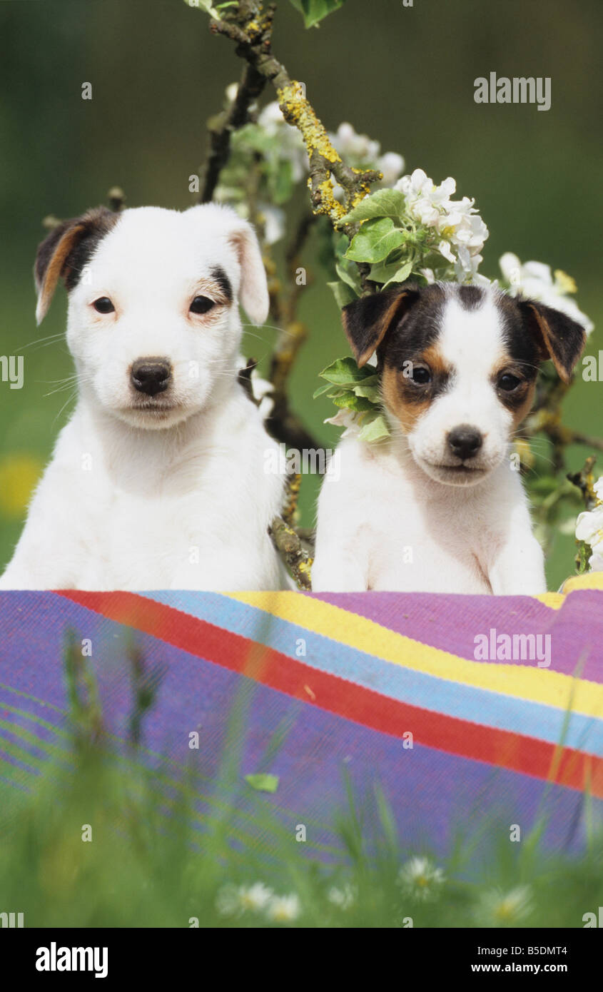 Jack Russell Terrier (Canis Lupus Familiaris), zwei Welpen auf einer bunten Decke vor blühende Zweige Stockfoto