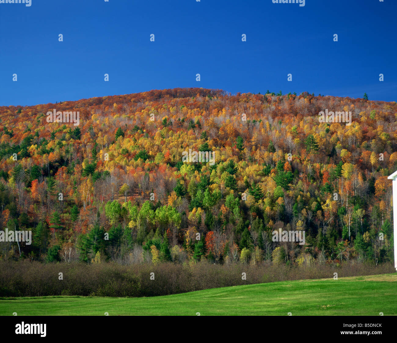 Woodland in Herbstfarben Vermont New England Vereinigte Staaten von Amerika-Nordamerika Stockfoto