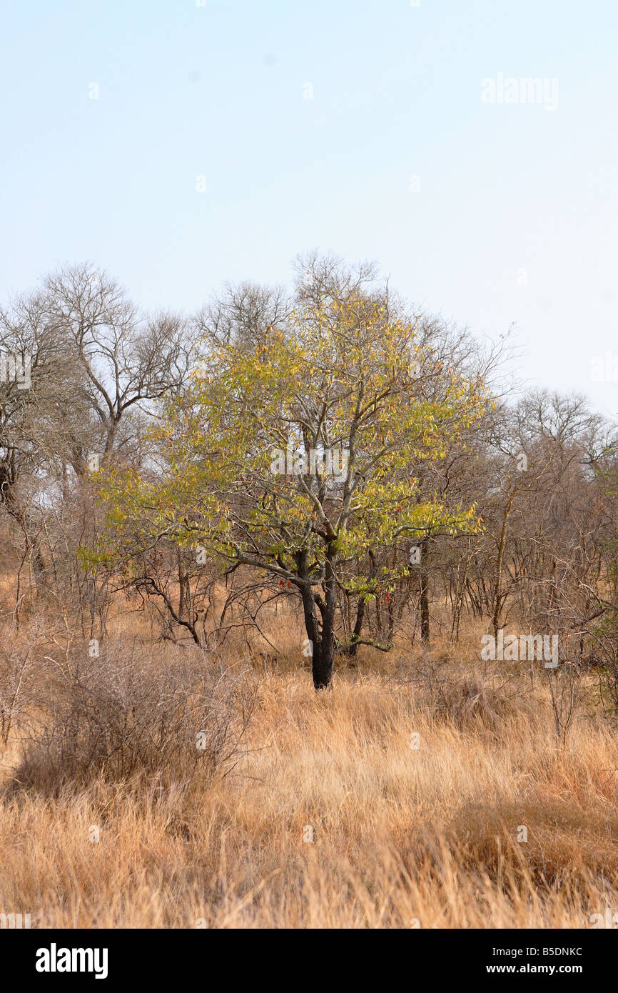 Jackalberry tree Fotos und Bildmaterial in hoher Auflösung Alamy