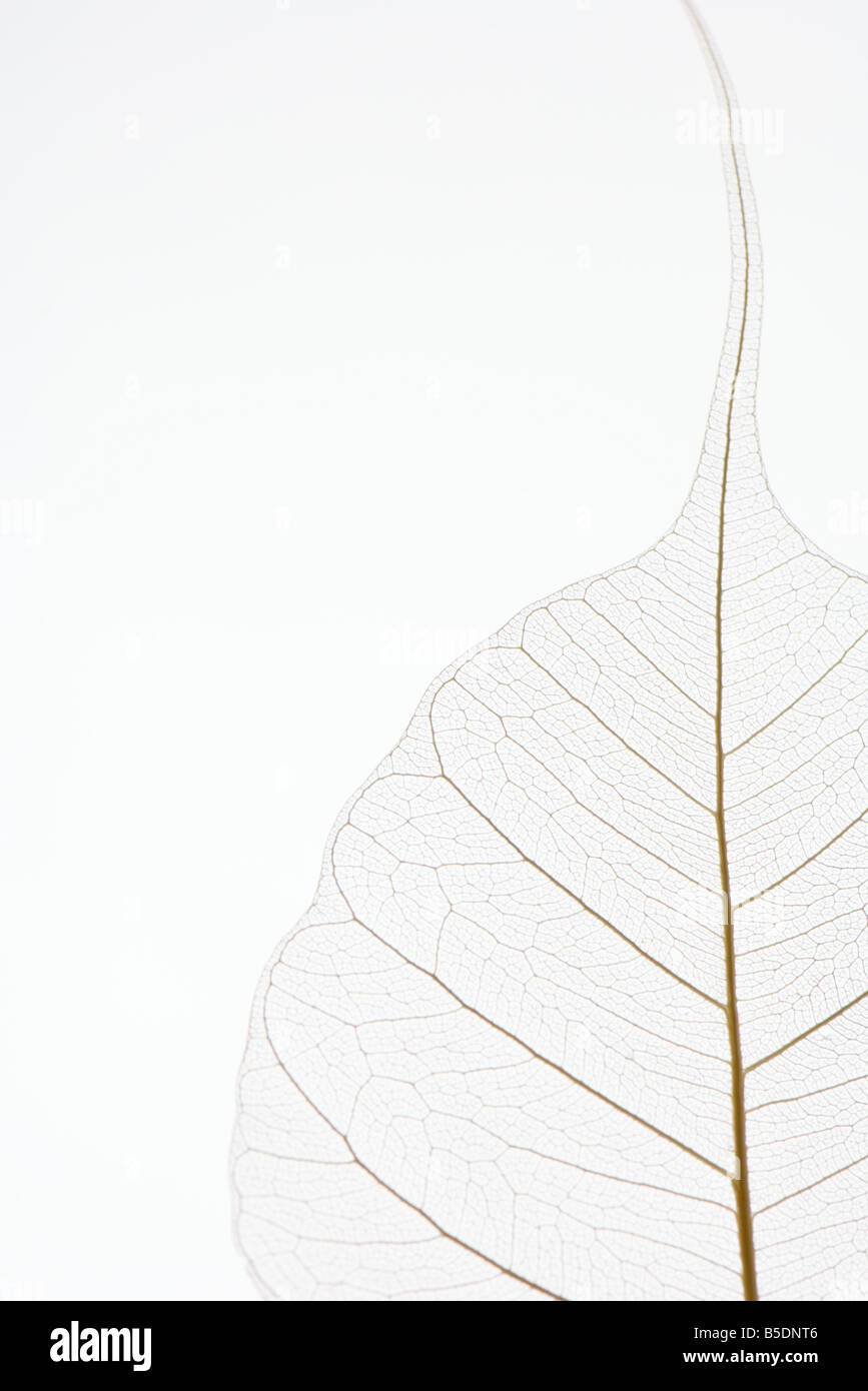 Transluzente Blatt, close-up, beschnitten Stockfoto