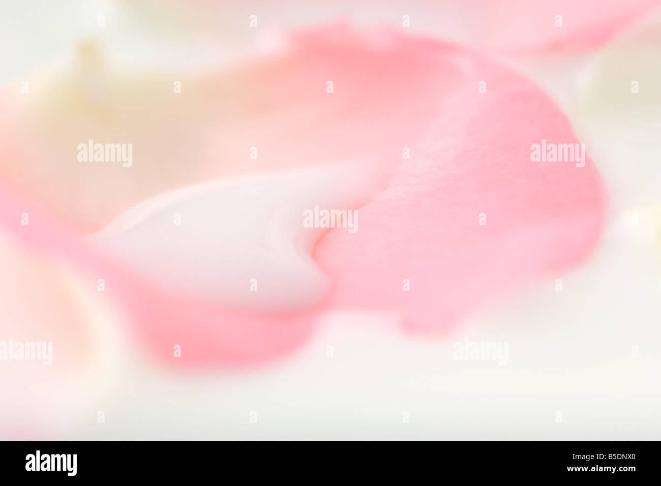 Weiße Flüssigkeit auf Blume Blütenblatt, extreme Nahaufnahme  Stockfotografie - Alamy