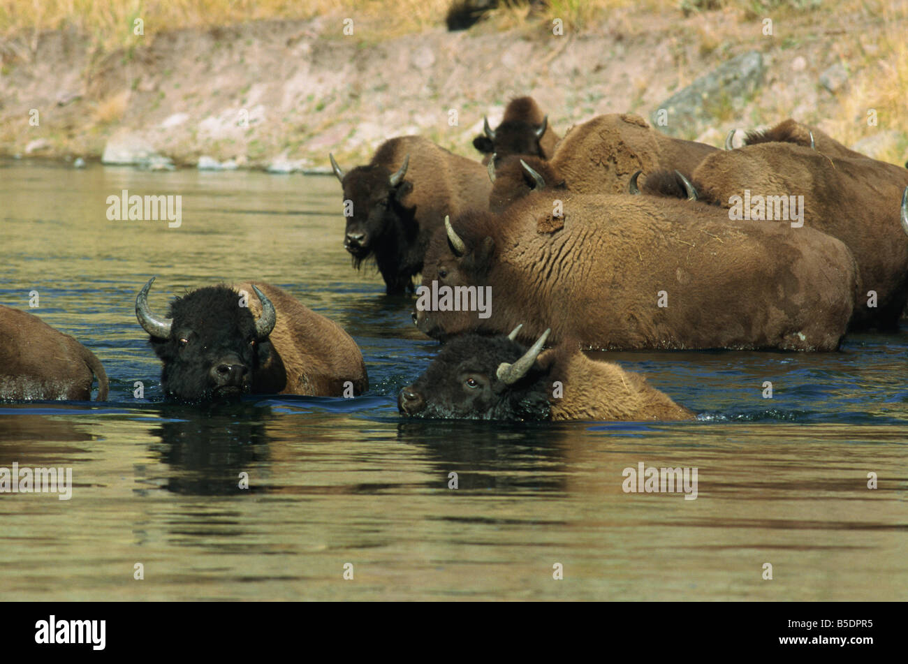 Bison, Madison River, Yellowstone National Park, UNESCO World Heritage Site, Wyoming, USA, Nordamerika Stockfoto