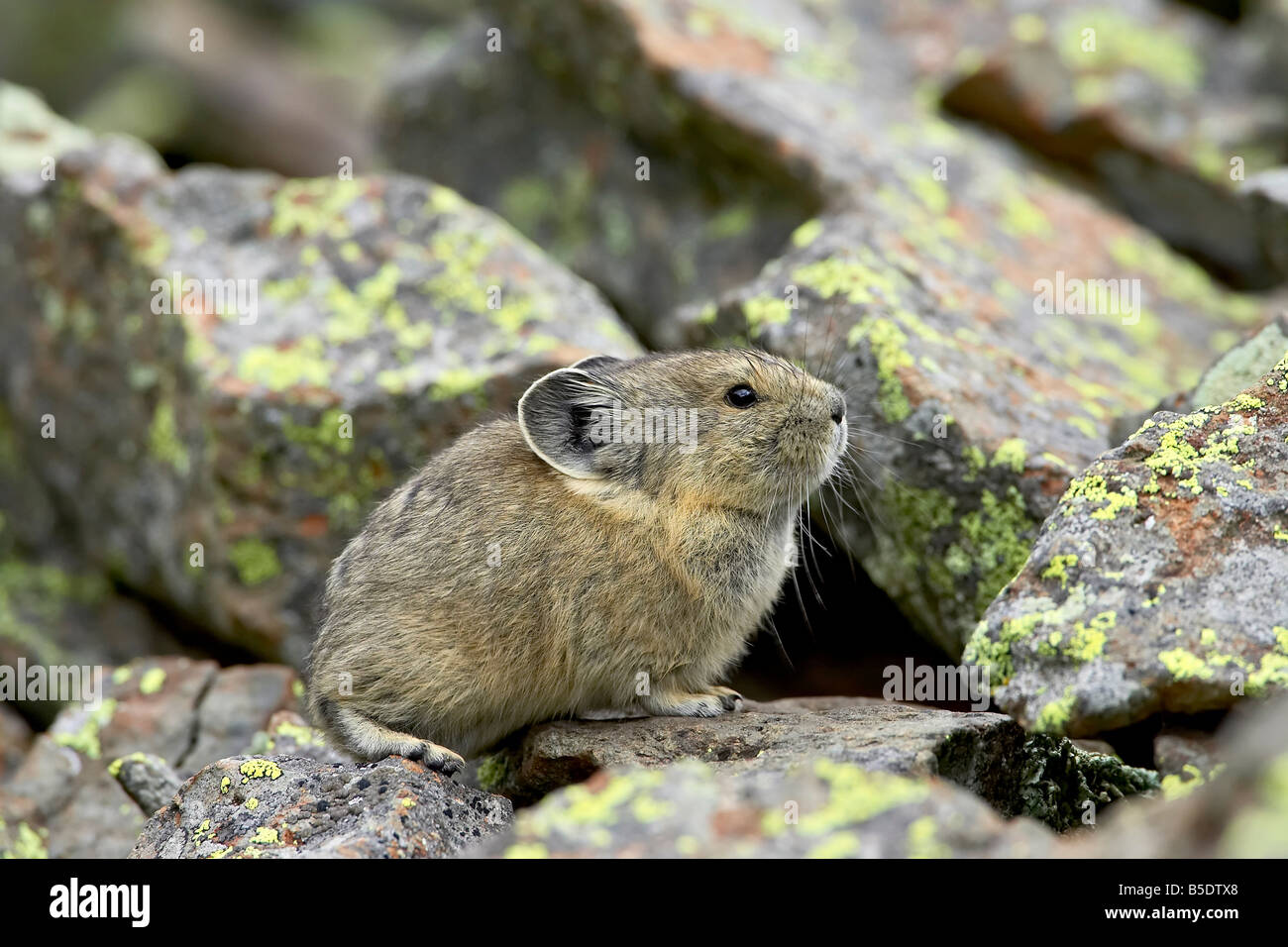 Pica (Pica Pica), Clear Lake, San Juan National Forest, Colorado, USA, Nordamerika Stockfoto